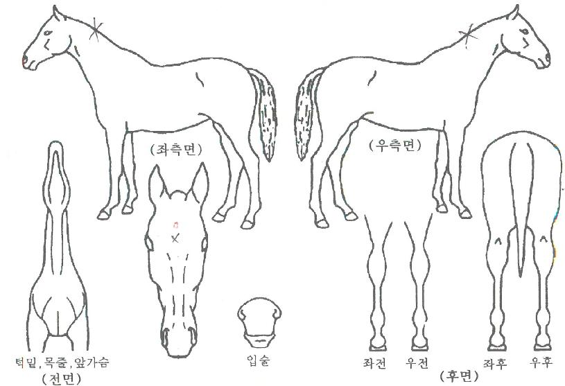 ¿ÀÄÉÀÌĸƾÀÇ Ãø¸é,¿ì¸é,µÞ¸é,µÎ»ó,´Ù¸®ÀÇ Æ¯Â¡µµÇØ