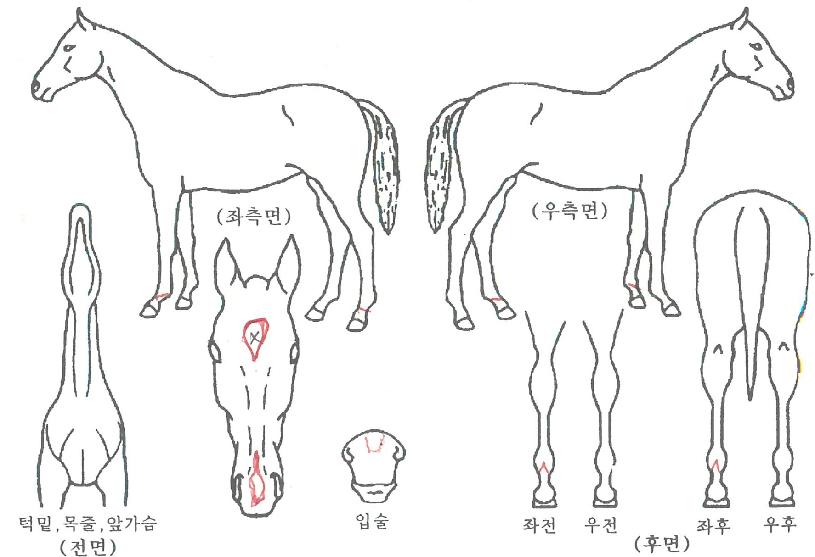 ±Ý¼ö·ÉÀÇ Ãø¸é,¿ì¸é,µÞ¸é,µÎ»ó,´Ù¸®ÀÇ Æ¯Â¡µµÇØ