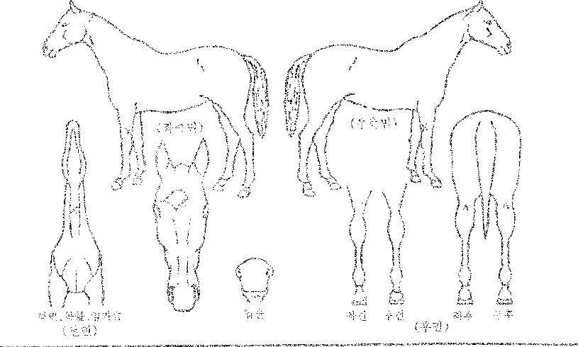 ²Þ¹ÙÀ§ÀÇ Ãø¸é,¿ì¸é,µÞ¸é,µÎ»ó,´Ù¸®ÀÇ Æ¯Â¡µµÇØ
