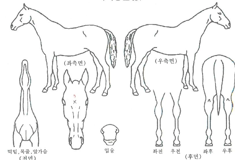 �����̰���� ����,���,�޸�,�λ�,�ٸ��� Ư¡����