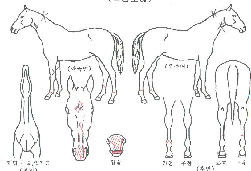 ¿Áµå¸²ÀÇ Ãø¸é,¿ì¸é,µÞ¸é,µÎ»ó,´Ù¸®ÀÇ Æ¯Â¡µµÇØ