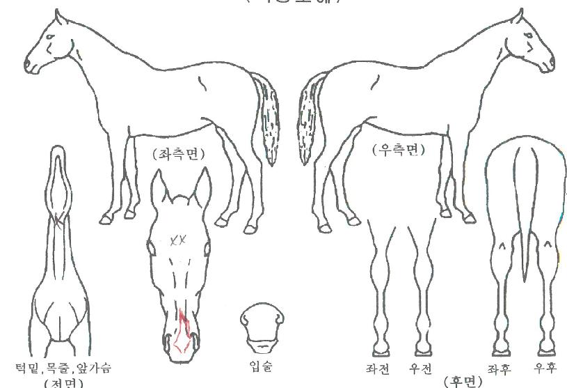 �������¸��� ����,���,�޸�,�λ�,�ٸ��� Ư¡����