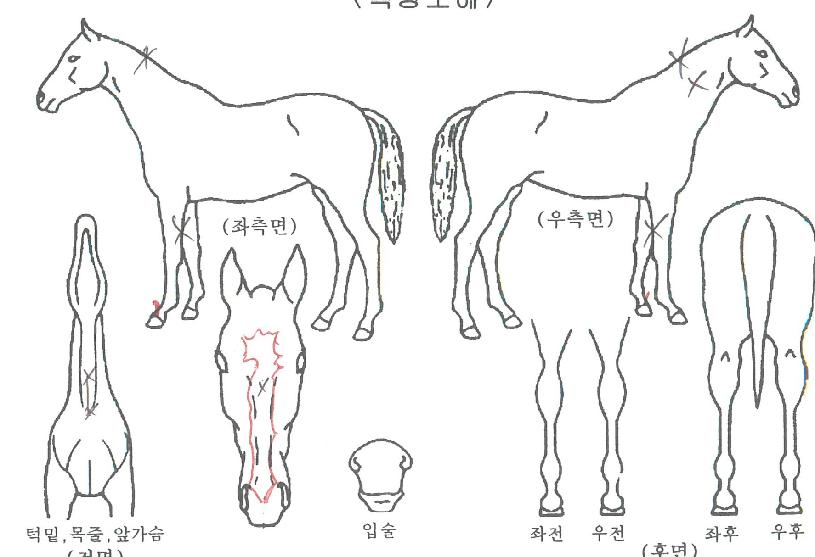 ·ÏÇϵåÄýÀÇ Ãø¸é,¿ì¸é,µÞ¸é,µÎ»ó,´Ù¸®ÀÇ Æ¯Â¡µµÇØ