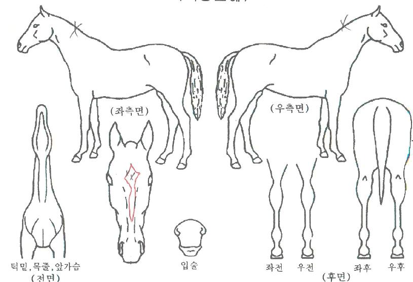 �ø��̿����͵����ڸ��� ����,���,�޸�,�λ�,�ٸ��� Ư¡����