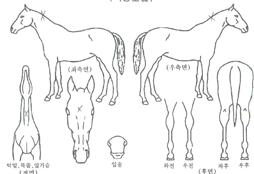 ¿ìÁÖ´ë¿ÕÀÇ Ãø¸é,¿ì¸é,µÞ¸é,µÎ»ó,´Ù¸®ÀÇ Æ¯Â¡µµÇØ