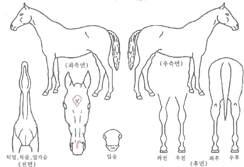 º£½ºÆ®¿¡¹öÀÇ Ãø¸é,¿ì¸é,µÞ¸é,µÎ»ó,´Ù¸®ÀÇ Æ¯Â¡µµÇØ