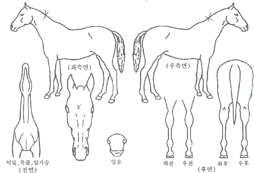 ºñÄ«ºí·¹À̵åÀÇ Ãø¸é,¿ì¸é,µÞ¸é,µÎ»ó,´Ù¸®ÀÇ Æ¯Â¡µµÇØ