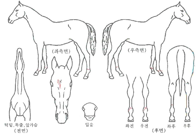 ť�ǵ彺���� ����,���,�޸�,�λ�,�ٸ��� Ư¡����