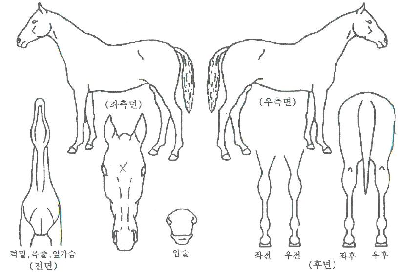 Á¤¹®ÄÉÀÌÀÇ Ãø¸é,¿ì¸é,µÞ¸é,µÎ»ó,´Ù¸®ÀÇ Æ¯Â¡µµÇØ