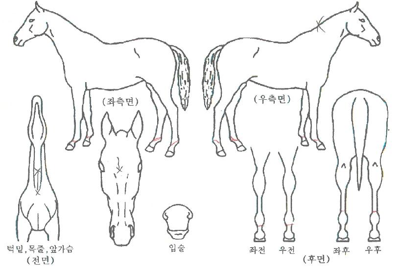 Ä«À϶󽺾ßÅ©ÀÇ Ãø¸é,¿ì¸é,µÞ¸é,µÎ»ó,´Ù¸®ÀÇ Æ¯Â¡µµÇØ