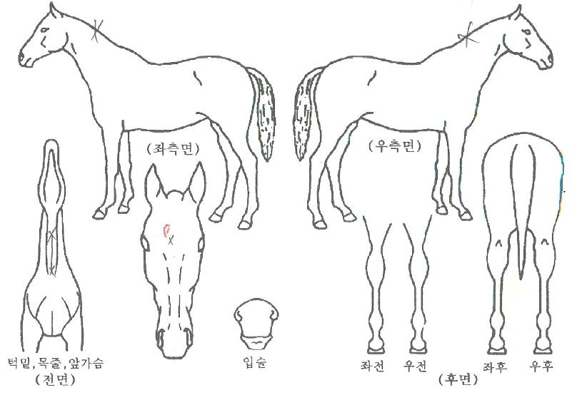 ��Ű��Ű�� ����,���,�޸�,�λ�,�ٸ��� Ư¡����