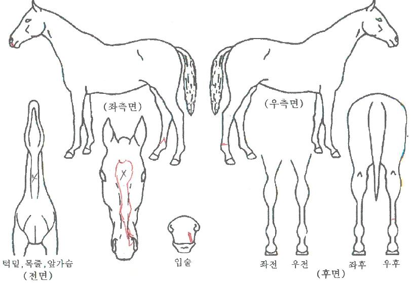 �ݾƼ����� ����,���,�޸�,�λ�,�ٸ��� Ư¡����