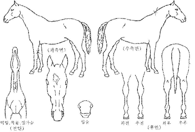 ¼ÇÎÆ÷ÀÎÆ®ÀÇ Ãø¸é,¿ì¸é,µÞ¸é,µÎ»ó,´Ù¸®ÀÇ Æ¯Â¡µµÇØ