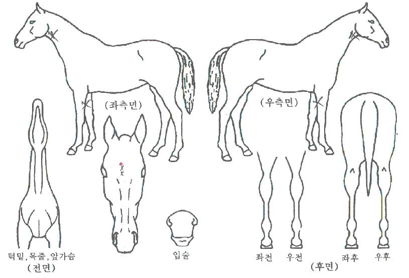 ¸ÞÀÌÀú¼±´õÀÇ Ãø¸é,¿ì¸é,µÞ¸é,µÎ»ó,´Ù¸®ÀÇ Æ¯Â¡µµÇØ