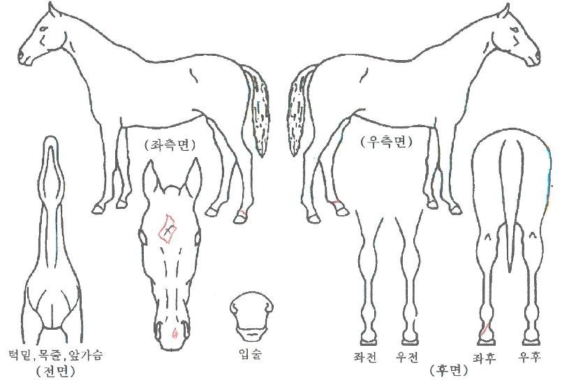 ÄèÇѽŰÀÚÀÇ Ãø¸é,¿ì¸é,µÞ¸é,µÎ»ó,´Ù¸®ÀÇ Æ¯Â¡µµÇØ