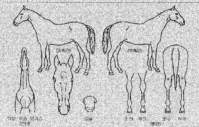 ¹éµÎ¸í¿ùÀÇ Ãø¸é,¿ì¸é,µÞ¸é,µÎ»ó,´Ù¸®ÀÇ Æ¯Â¡µµÇØ