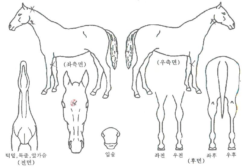 ´õÄý±×·¹À̽ºÀÇ Ãø¸é,¿ì¸é,µÞ¸é,µÎ»ó,´Ù¸®ÀÇ Æ¯Â¡µµÇØ
