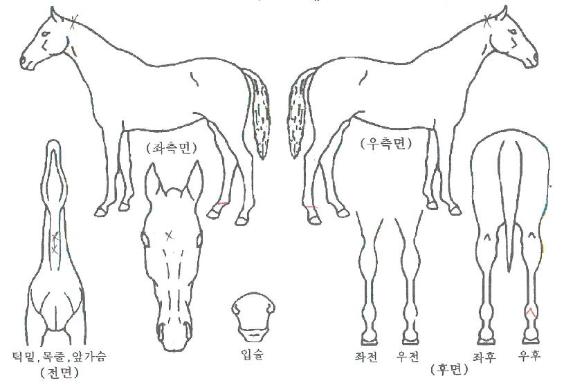 ¾î¸ÞÀÌ¡ÇǽºÀÇ Ãø¸é,¿ì¸é,µÞ¸é,µÎ»ó,´Ù¸®ÀÇ Æ¯Â¡µµÇØ