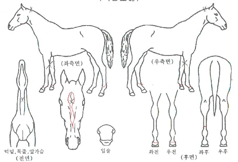 �������漱�� ����,���,�޸�,�λ�,�ٸ��� Ư¡����