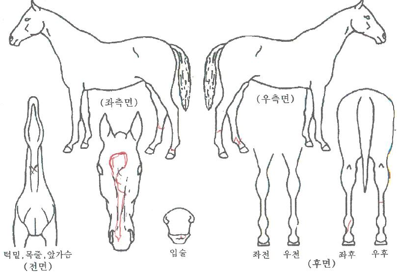 °¡¼ÓÁ¤»óÀÇ Ãø¸é,¿ì¸é,µÞ¸é,µÎ»ó,´Ù¸®ÀÇ Æ¯Â¡µµÇØ