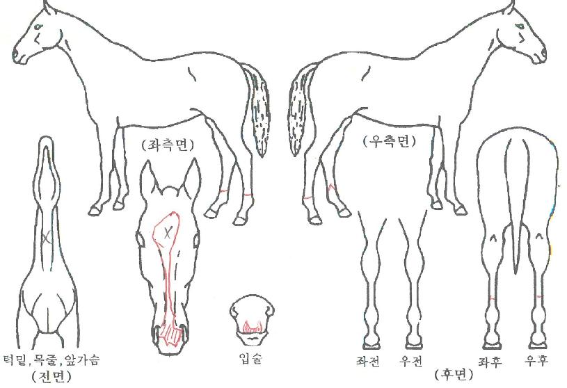 ¶ó¶ó¶óÀÇ Ãø¸é,¿ì¸é,µÞ¸é,µÎ»ó,´Ù¸®ÀÇ Æ¯Â¡µµÇØ