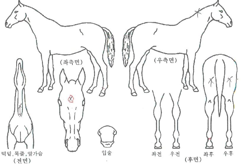 ¾öÁö¿©¿ÕÀÇ Ãø¸é,¿ì¸é,µÞ¸é,µÎ»ó,´Ù¸®ÀÇ Æ¯Â¡µµÇØ