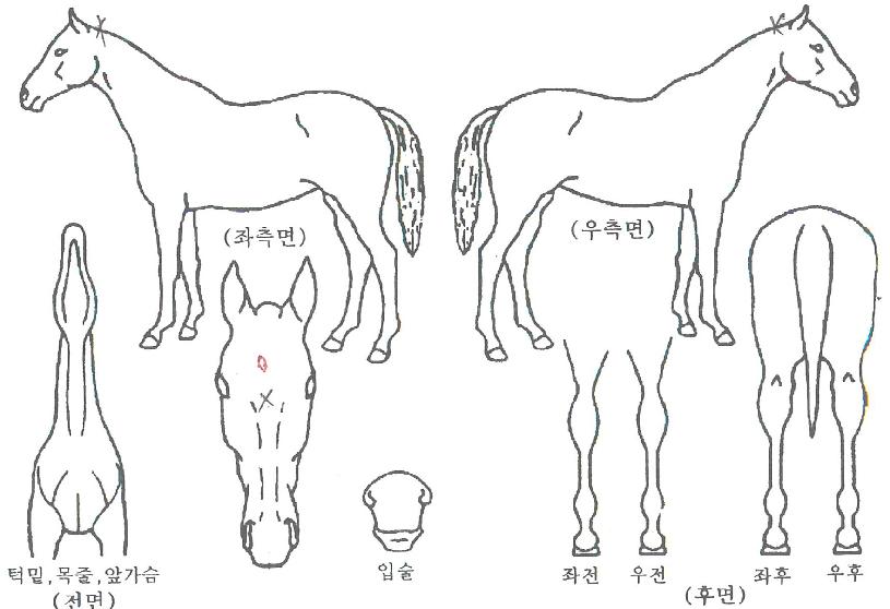 �ź��̸����� ����,���,�޸�,�λ�,�ٸ��� Ư¡����