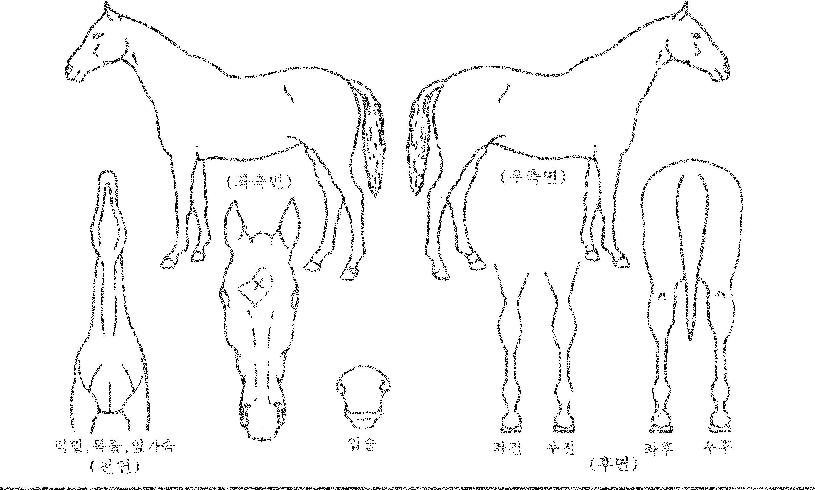 �������� ����,���,�޸�,�λ�,�ٸ��� Ư¡����