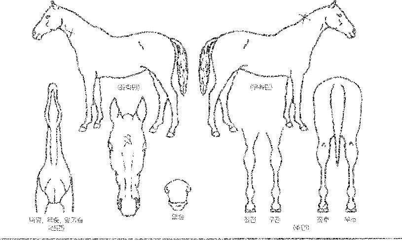 Áúdz°ÀÚÀÇ Ãø¸é,¿ì¸é,µÞ¸é,µÎ»ó,´Ù¸®ÀÇ Æ¯Â¡µµÇØ