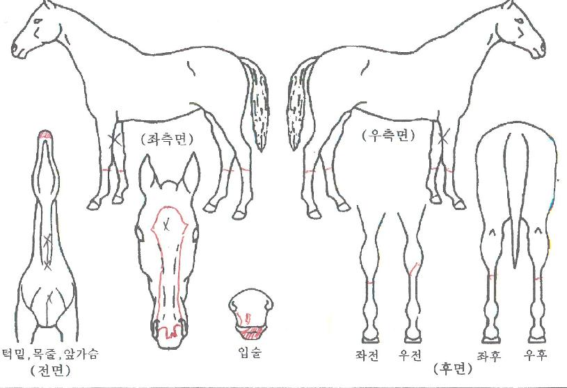 ¸í°øÁÖÀÇ Ãø¸é,¿ì¸é,µÞ¸é,µÎ»ó,´Ù¸®ÀÇ Æ¯Â¡µµÇØ