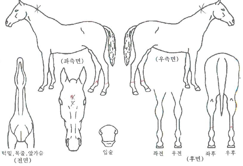 ¸¶Ãµ±æ·ÕÀÇ Ãø¸é,¿ì¸é,µÞ¸é,µÎ»ó,´Ù¸®ÀÇ Æ¯Â¡µµÇØ