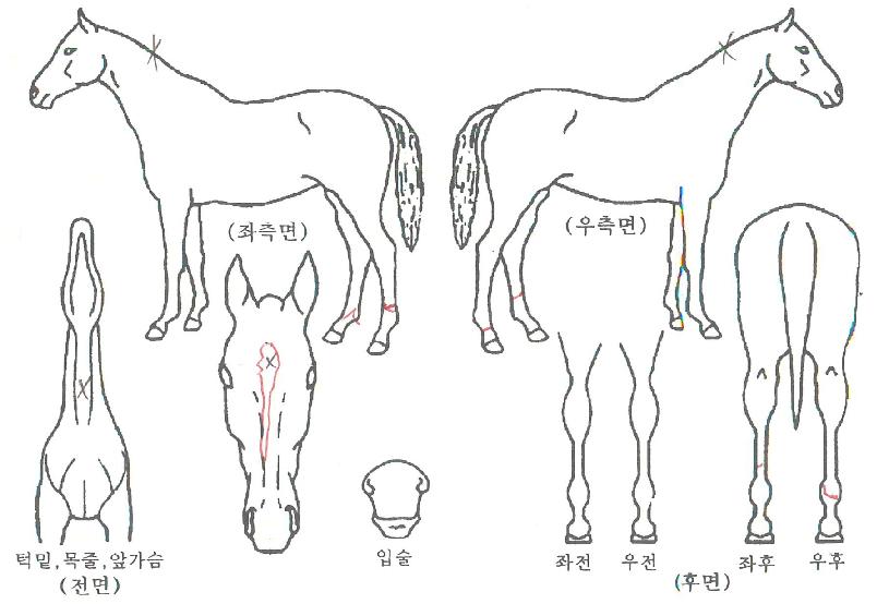 ü¸®ºí·Î¼¶ÀÇ Ãø¸é,¿ì¸é,µÞ¸é,µÎ»ó,´Ù¸®ÀÇ Æ¯Â¡µµÇØ