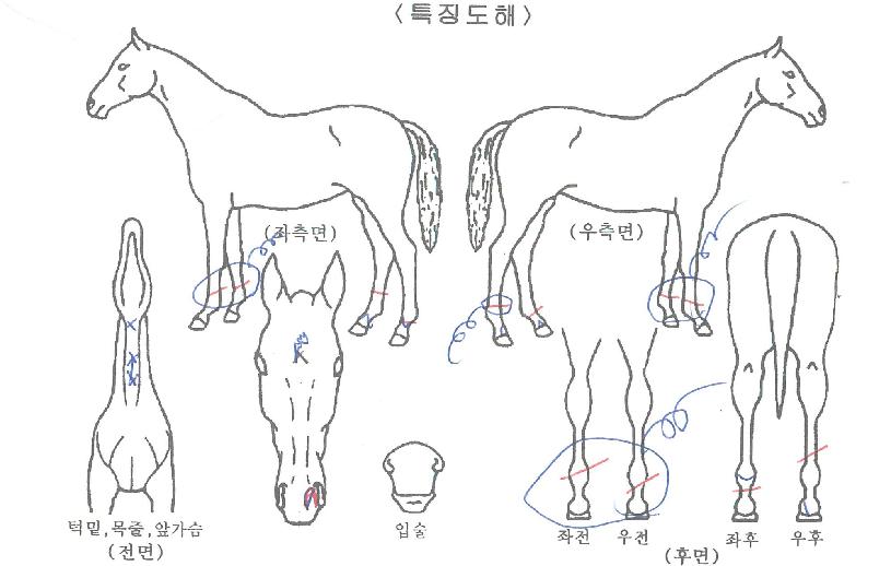 ¿¹¾ÈÃÌÀÇ Ãø¸é,¿ì¸é,µÞ¸é,µÎ»ó,´Ù¸®ÀÇ Æ¯Â¡µµÇØ