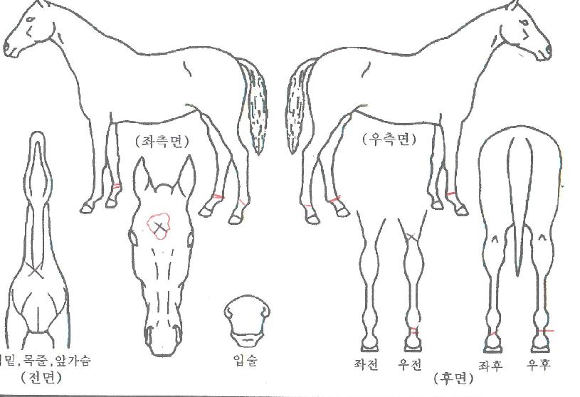 Æòâȣ¶ûÀÌÀÇ Ãø¸é,¿ì¸é,µÞ¸é,µÎ»ó,´Ù¸®ÀÇ Æ¯Â¡µµÇØ