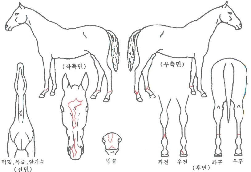 Çì¼¼µåÀÇ Ãø¸é,¿ì¸é,µÞ¸é,µÎ»ó,´Ù¸®ÀÇ Æ¯Â¡µµÇØ