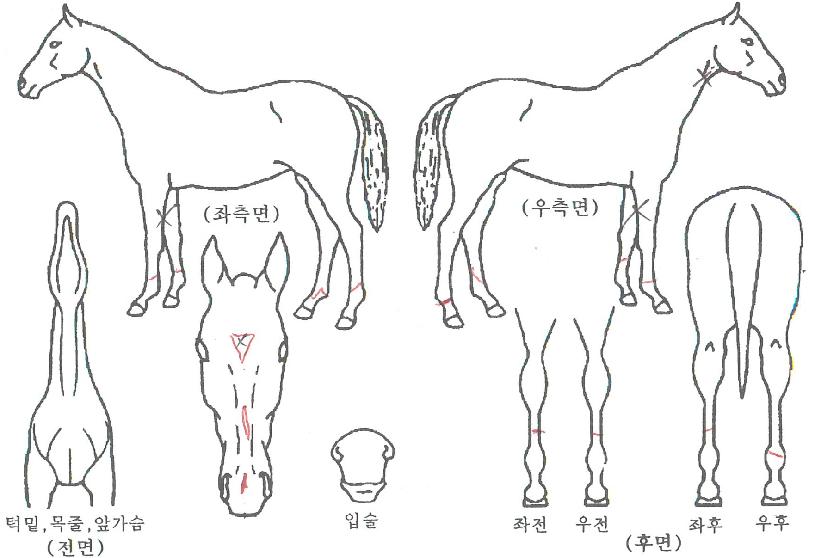 ·°Å°ÆÑÅ丮ÀÇ Ãø¸é,¿ì¸é,µÞ¸é,µÎ»ó,´Ù¸®ÀÇ Æ¯Â¡µµÇØ