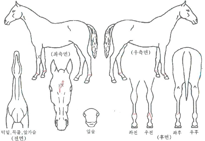 �мǿ��긶���� ����,���,�޸�,�λ�,�ٸ��� Ư¡����