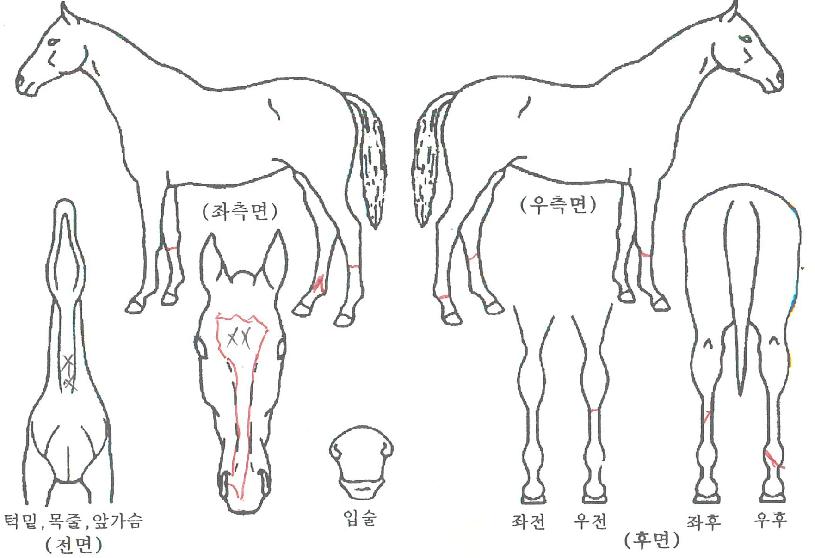 ��Ʈ��ĸƾ�� ����,���,�޸�,�λ�,�ٸ��� Ư¡����