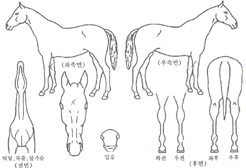 ÆÄÀ̳ÎĸƾÀÇ Ãø¸é,¿ì¸é,µÞ¸é,µÎ»ó,´Ù¸®ÀÇ Æ¯Â¡µµÇØ