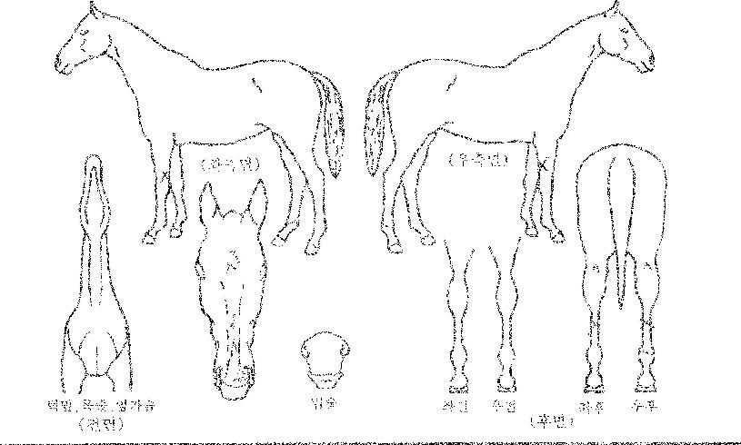 ½ÅºñÇѺ°ÀÇ Ãø¸é,¿ì¸é,µÞ¸é,µÎ»ó,´Ù¸®ÀÇ Æ¯Â¡µµÇØ