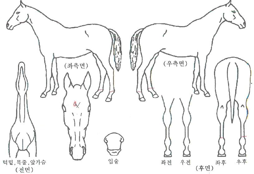 Á¤¹®¿ÍÀÌÀÇ Ãø¸é,¿ì¸é,µÞ¸é,µÎ»ó,´Ù¸®ÀÇ Æ¯Â¡µµÇØ