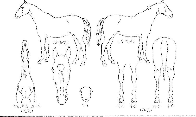 �ʹ̵帶�ڸ��� ����,���,�޸�,�λ�,�ٸ��� Ư¡����