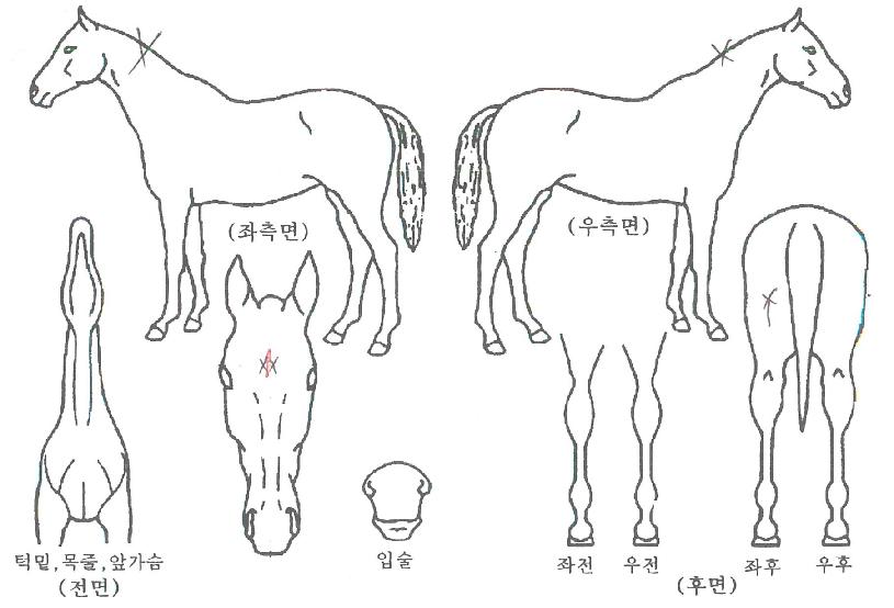 °öµûÀÇ Ãø¸é,¿ì¸é,µÞ¸é,µÎ»ó,´Ù¸®ÀÇ Æ¯Â¡µµÇØ
