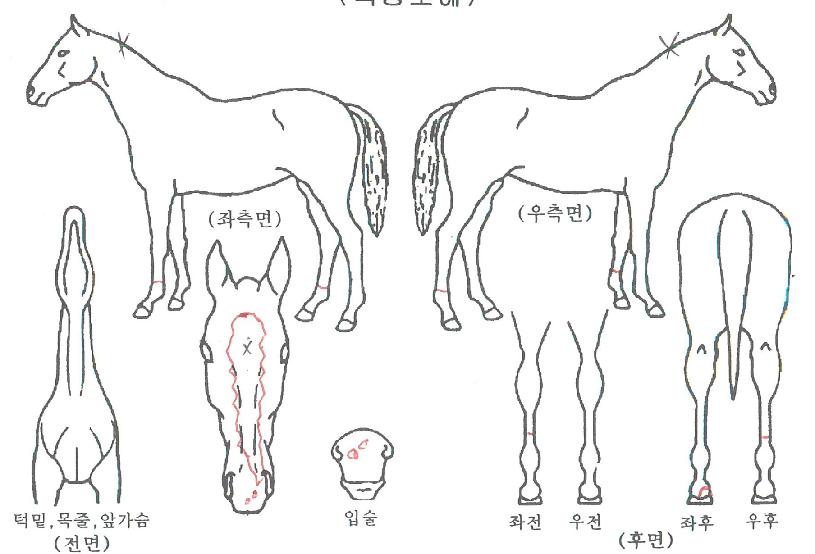 ·¡ÇÇÁî·ÎÁîÀÚ¸¶ÀÇ Ãø¸é,¿ì¸é,µÞ¸é,µÎ»ó,´Ù¸®ÀÇ Æ¯Â¡µµÇØ
