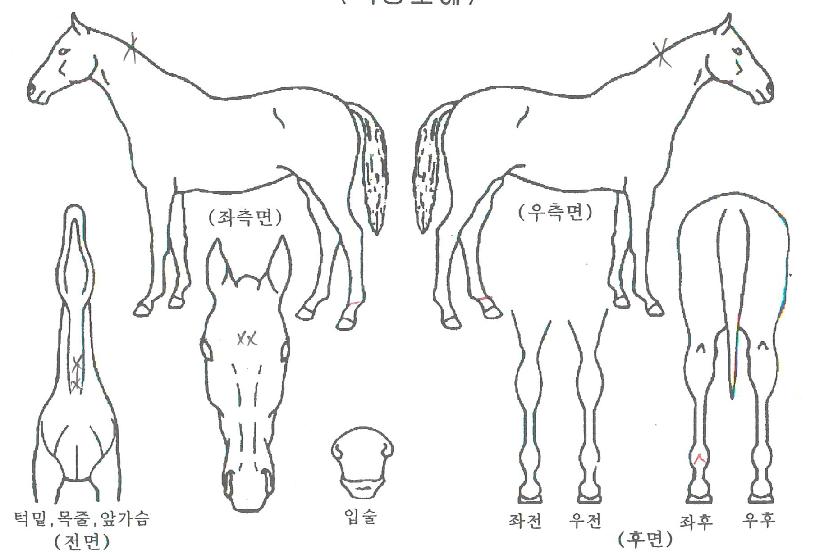 �۽�Ʈ������ ����,���,�޸�,�λ�,�ٸ��� Ư¡����