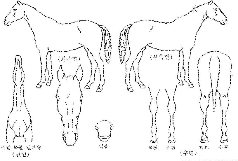 ¹éµÎÆÄ¿öÀÇ Ãø¸é,¿ì¸é,µÞ¸é,µÎ»ó,´Ù¸®ÀÇ Æ¯Â¡µµÇØ