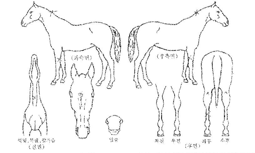 �����ҽ��� ����,���,�޸�,�λ�,�ٸ��� Ư¡����