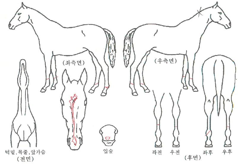 ÅÂdz¾ÆÀÌÁîÀÇ Ãø¸é,¿ì¸é,µÞ¸é,µÎ»ó,´Ù¸®ÀÇ Æ¯Â¡µµÇØ