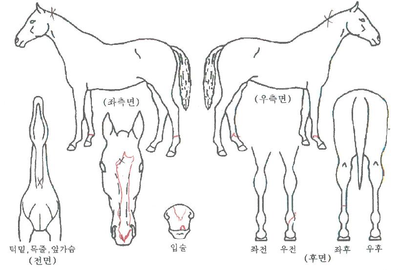 ½ºÆä¼ÈÀ§³ÊÀÇ Ãø¸é,¿ì¸é,µÞ¸é,µÎ»ó,´Ù¸®ÀÇ Æ¯Â¡µµÇØ