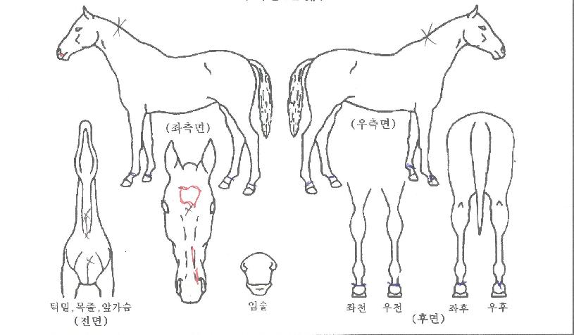 ´ë±æ»óÁ¸ÀÇ Ãø¸é,¿ì¸é,µÞ¸é,µÎ»ó,´Ù¸®ÀÇ Æ¯Â¡µµÇØ